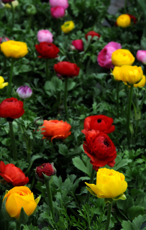 Ranunculus - Flower Market