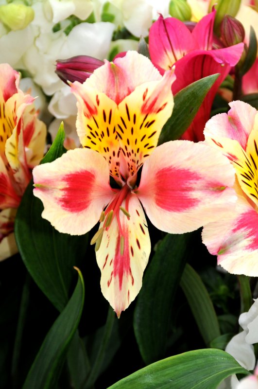 Alstroemeria - Flower Market