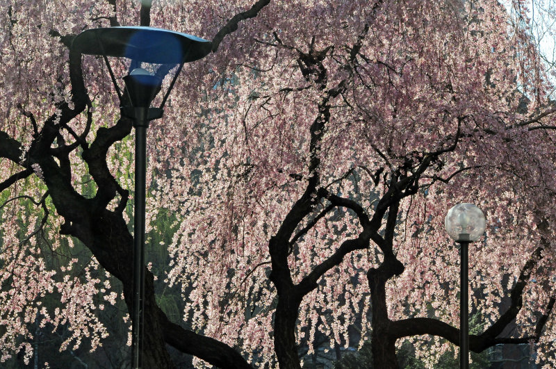 Weeping Cherry Tree Blossoms