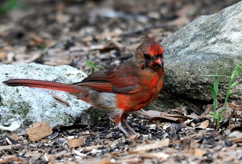 Cardinal