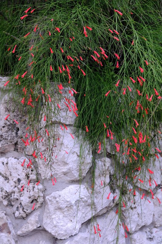 Firecracker Plant