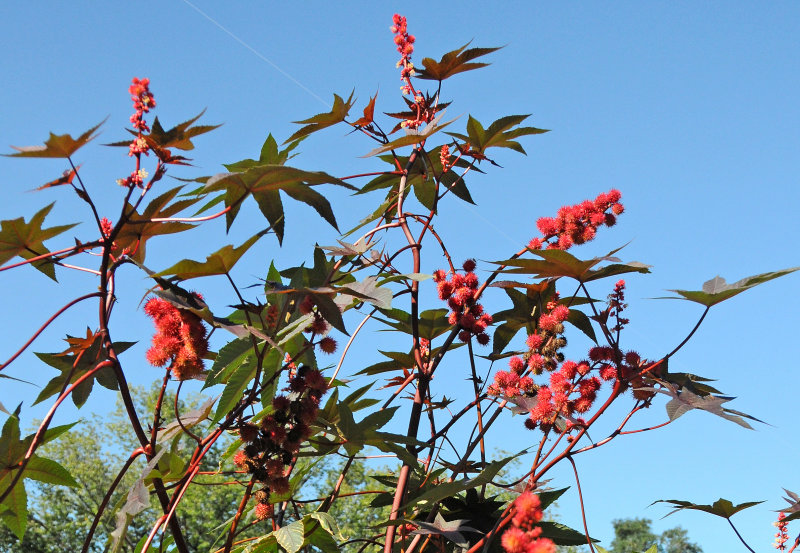 Castor Bean