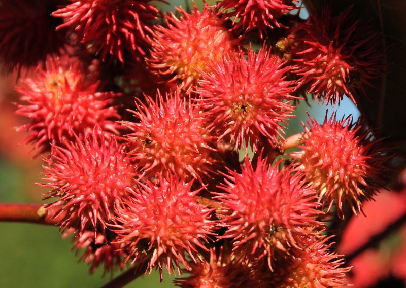 Castor Bean