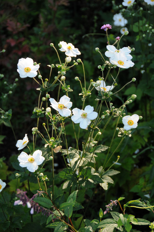 Japanese Anenome