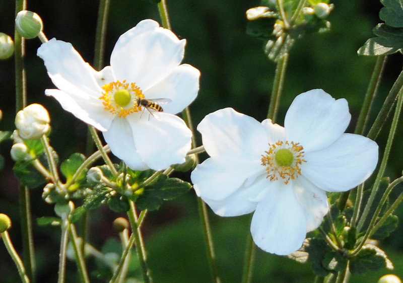 Japanese Anenome