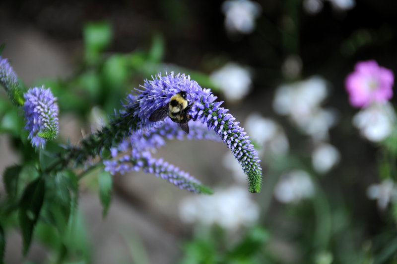 Bee on a Lysimachia Blossom - Greenstreet Garden