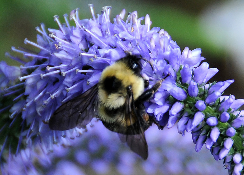 Bee on a Lysimachia Blossom - Greenstreet Garden