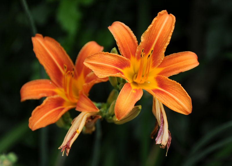 Day Lily Blossoms
