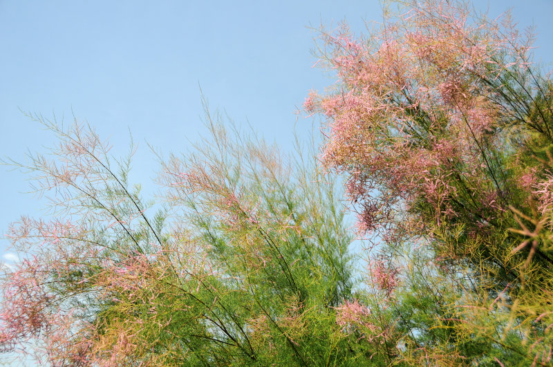 Tamarisk Tree in Bloom