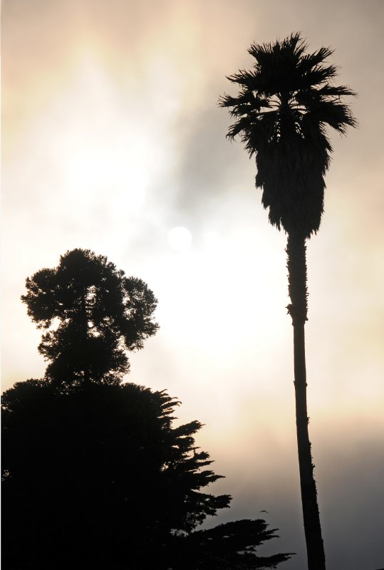 Presidio Crissy Field Recreational Area