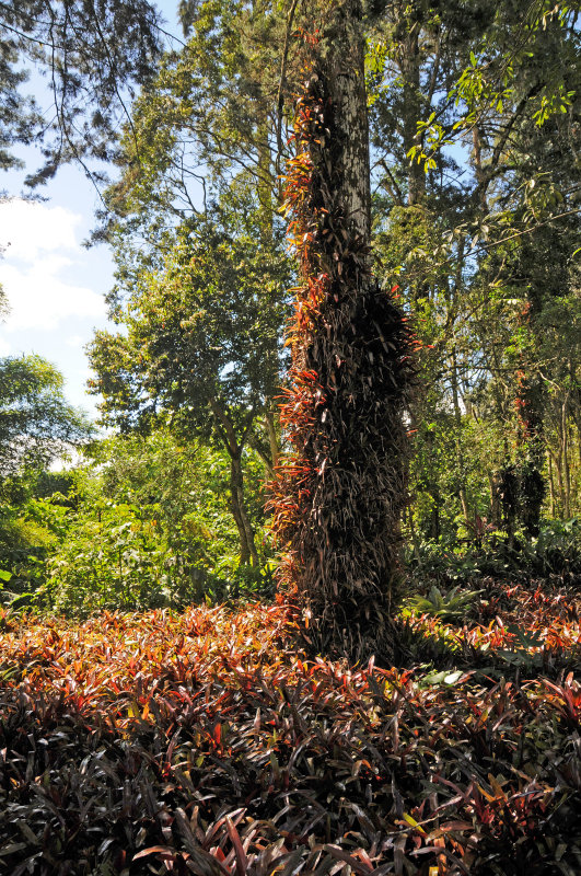 Lankester Gardens