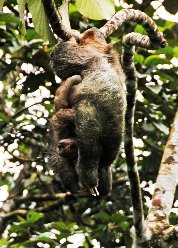 Arenal Vocano Area - Costa Rica