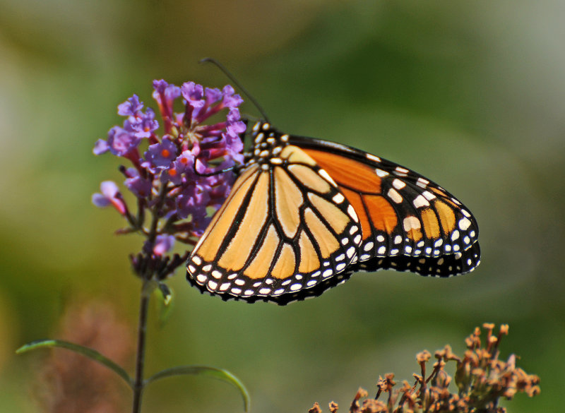 Monarch on Buddleja Blossoms