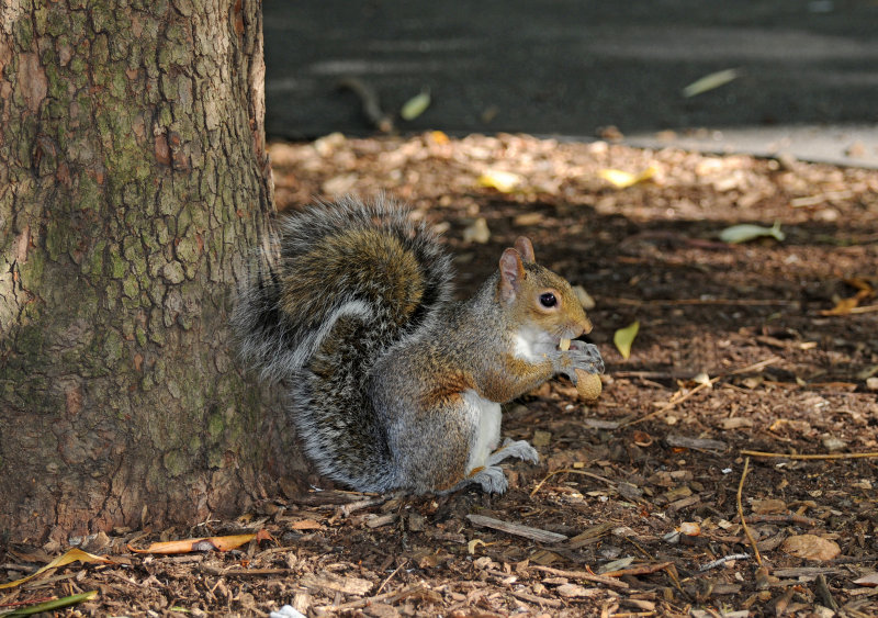 Grey Squirrel