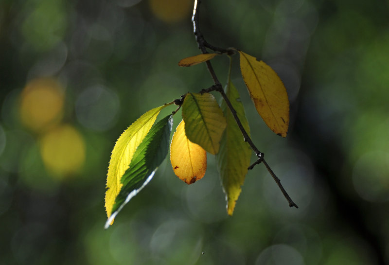 Weeping Cherry Tree Fall FoliageDSC_8167.JPG