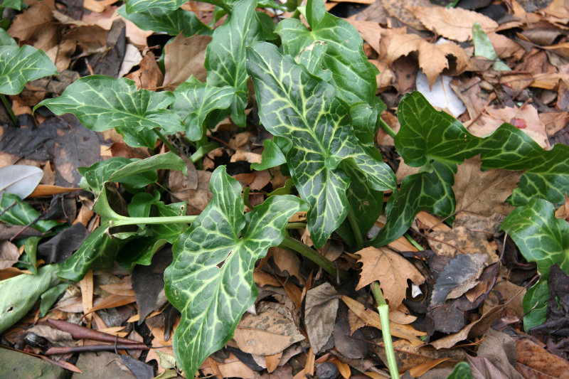 Unknown Ground Foliage - St Lukes Church Garden