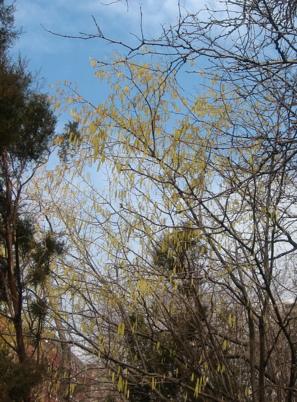 Corylus or Hazel Tree