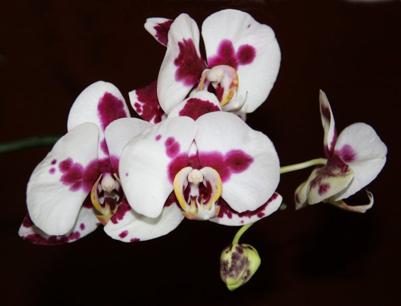 My Neighbors Orchids