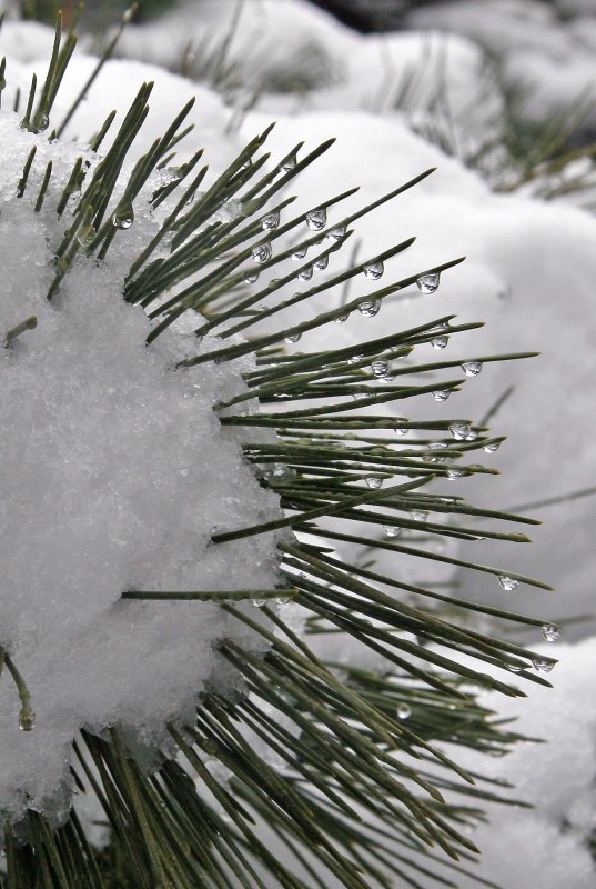 Snow and Pine