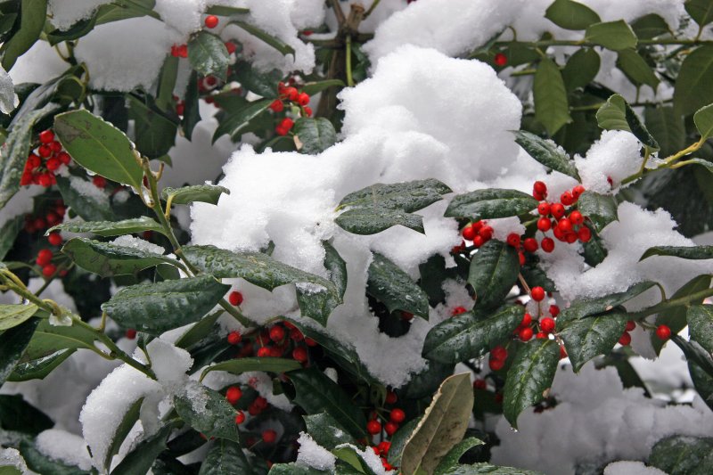Holly and Snow