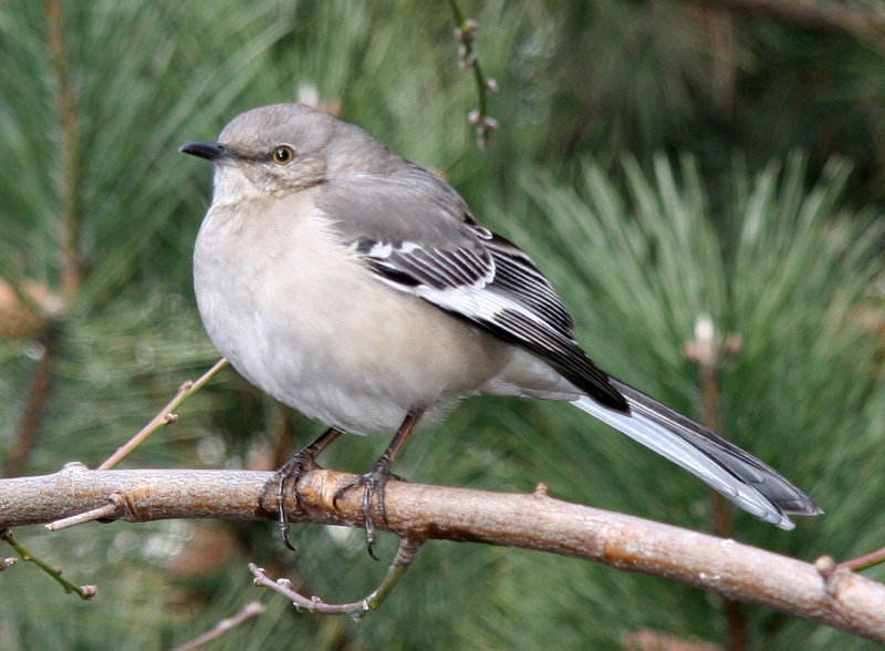Mockingbird
