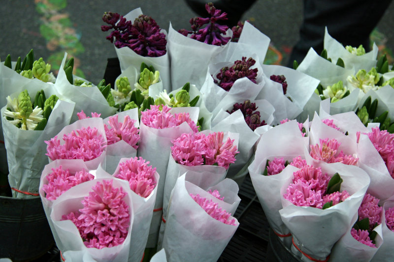 Farmers Market - Hyacinths