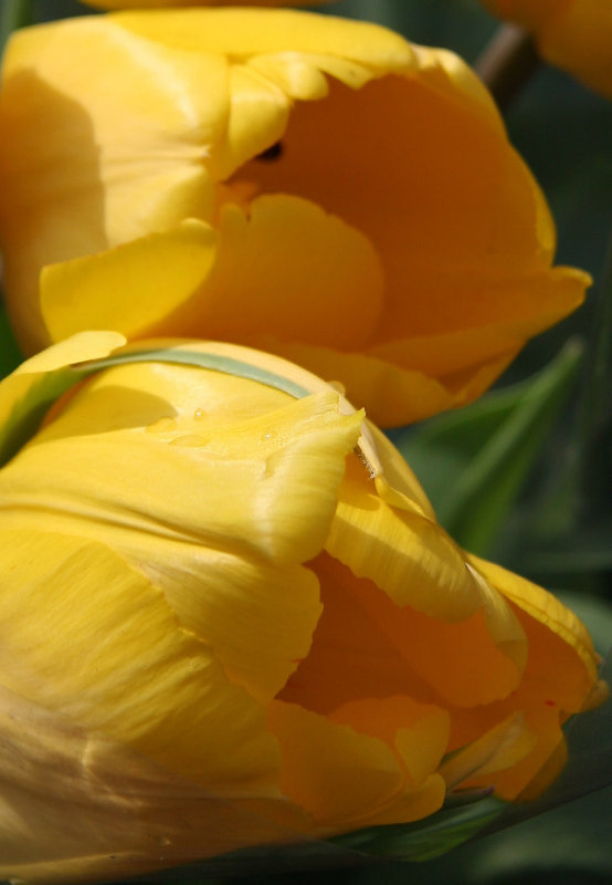 Farmers Market - Yellow Tulips
