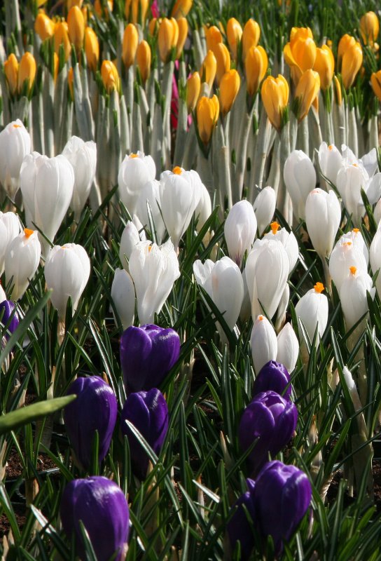 Farmers Market - Crocuses