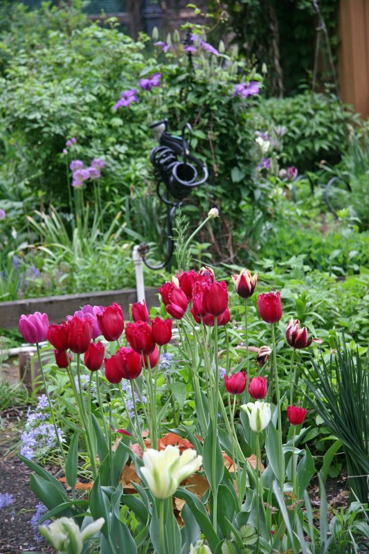 Garden View - Tulips