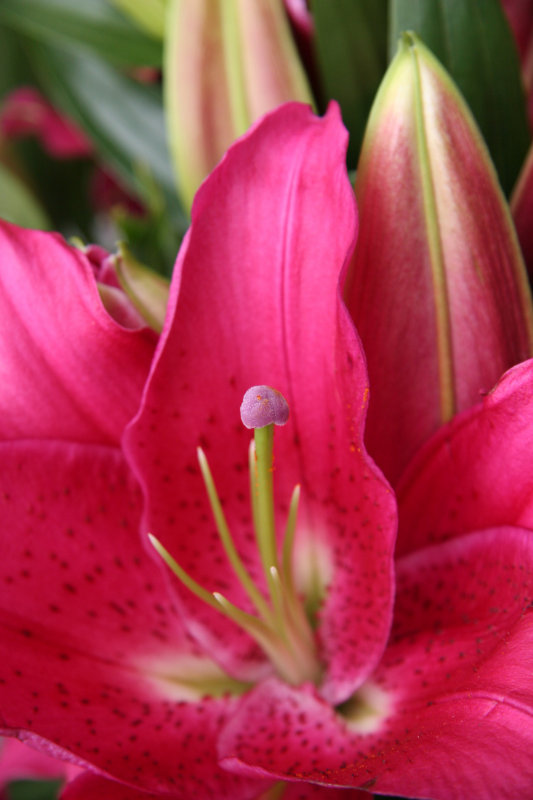 Lily - Flower Market