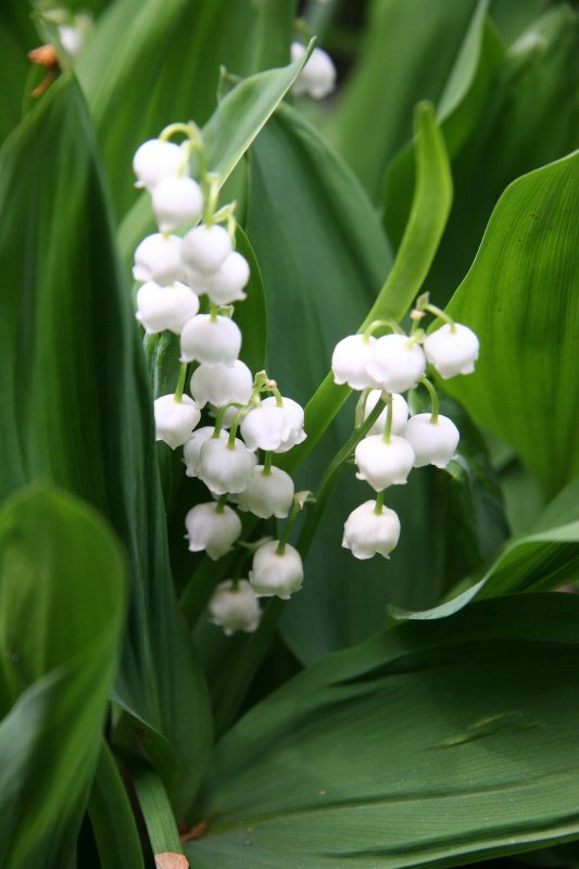 Lily of the Valley