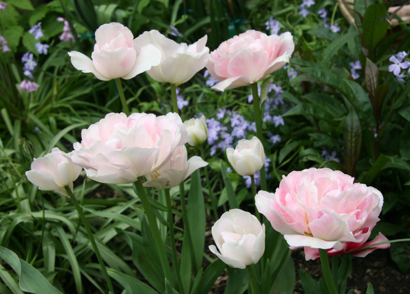 Tulips