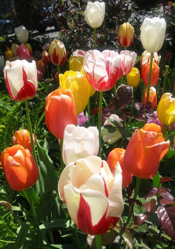 Tulips