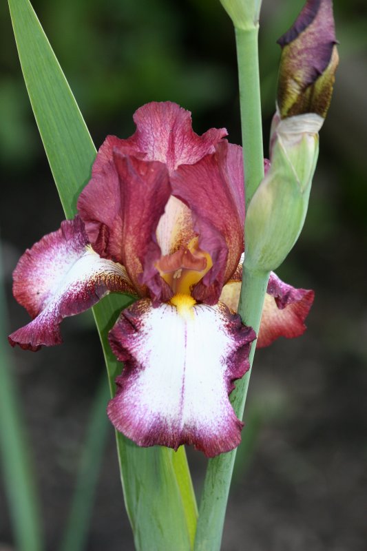 Iris