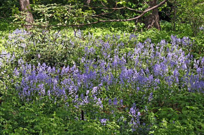 Bluebells