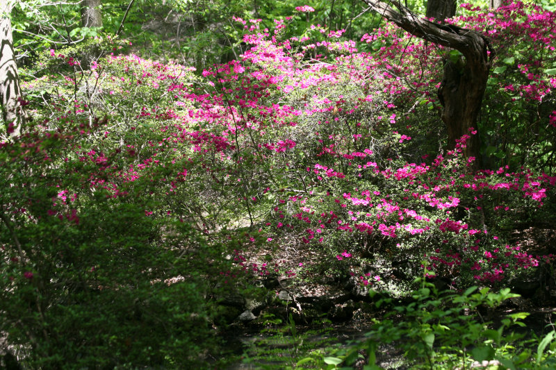 Azalea Pond in the Rambles