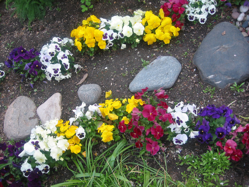 Pansy Garden Path