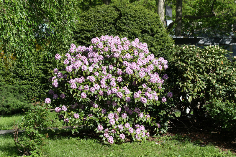 Rhododendron Bush