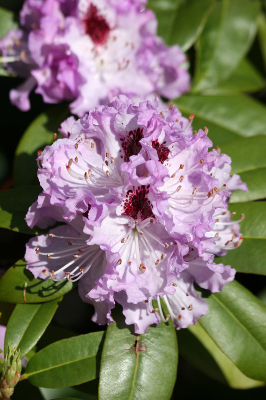 Rhododendron Blossoms