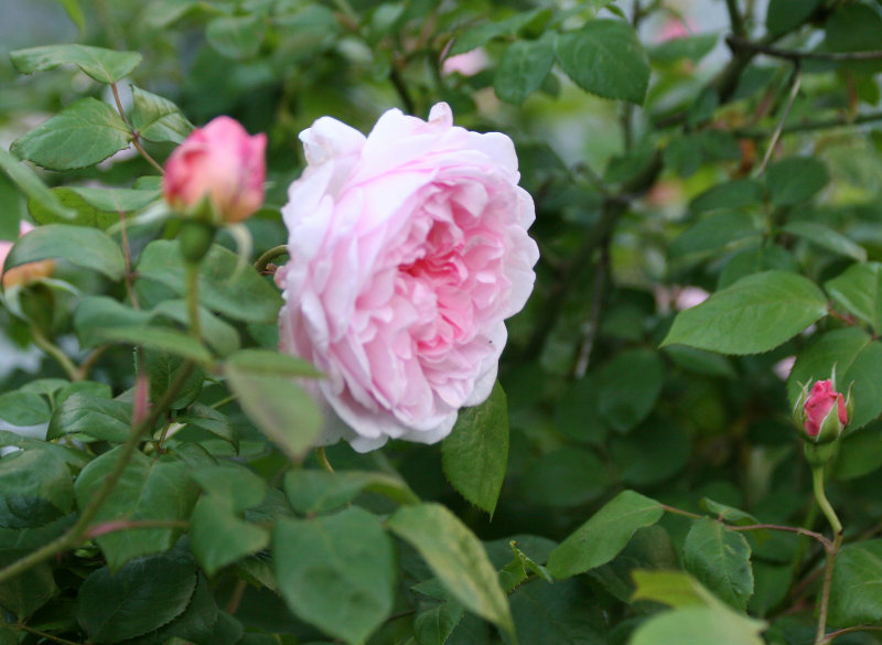 Morden Blush Rose