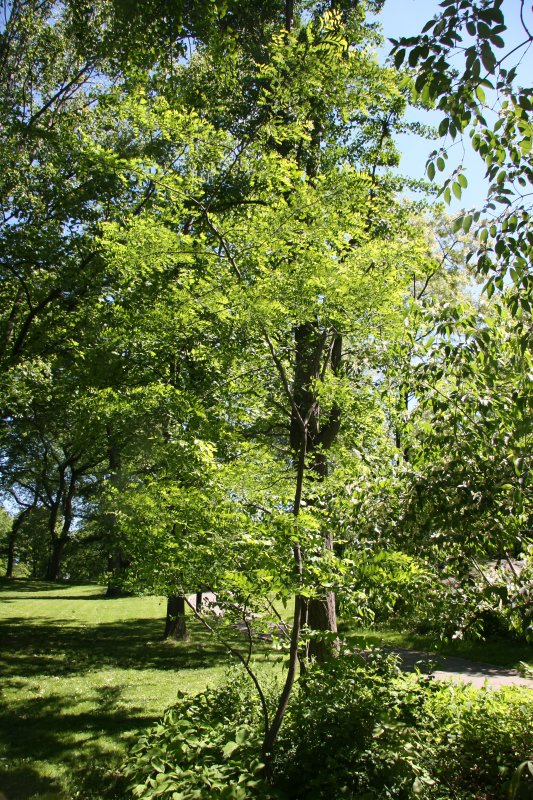 Black Locust Tree Grove near the Great Hill