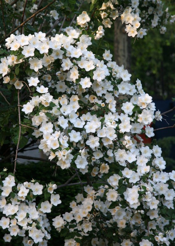 Mock Orange Blossoms