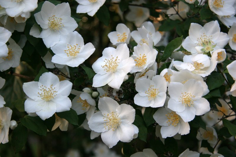 Mock Orange Blossoms