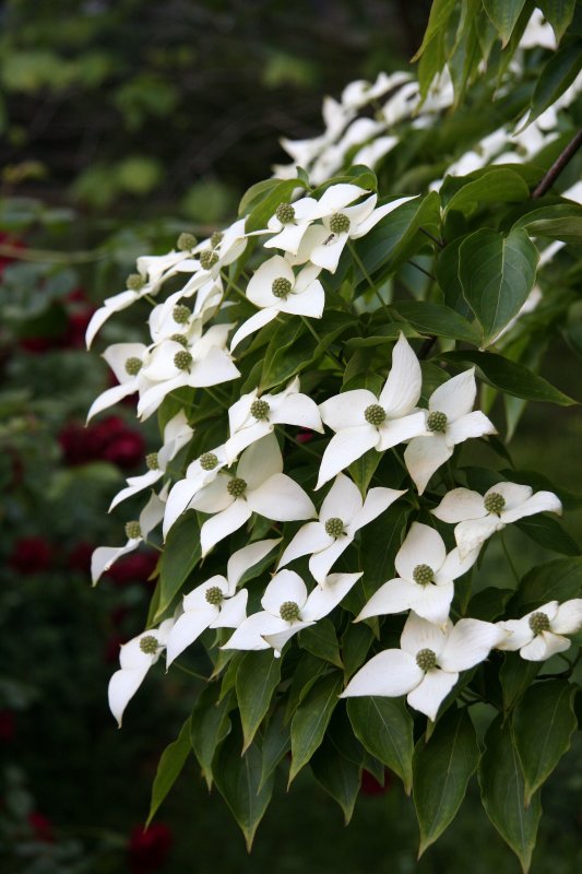 Dogwood Blossoms