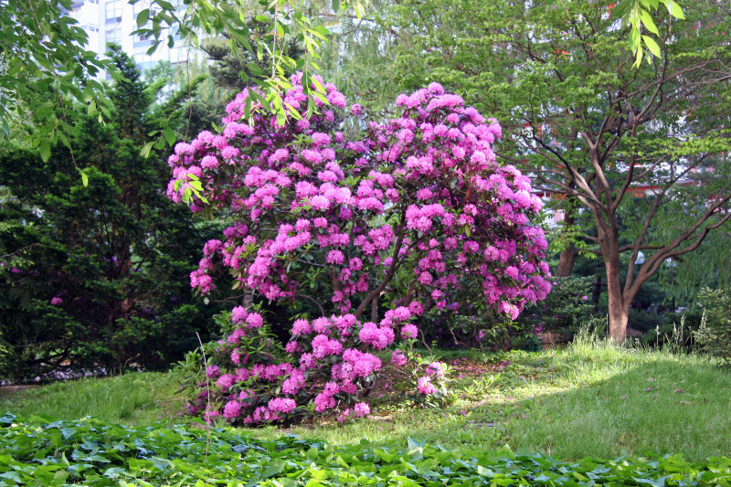 Rhododendron Blossoms
