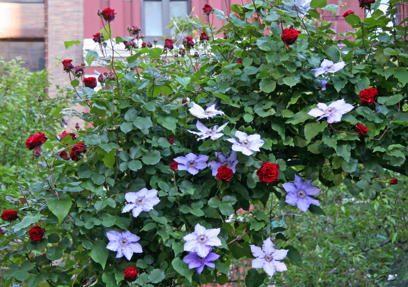 Don Juan Red Roses & Clematis