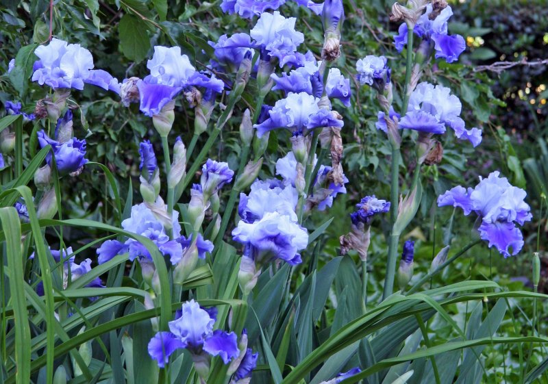 Iris
