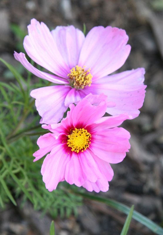 Coreopsis Blossoms