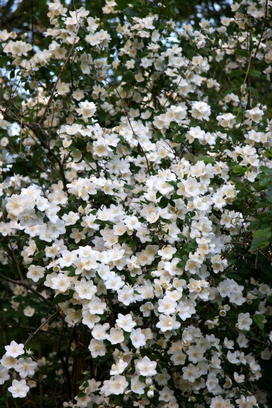 Mock Orange Blossoms