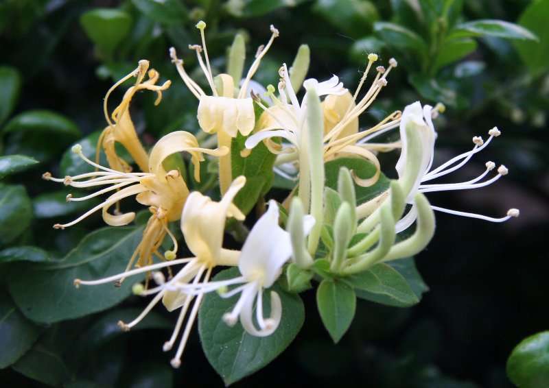 Honeysuckle Blossoms